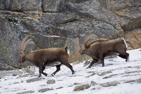 Dominant Alpine ibex (Capra ibex) male with big horns chasing rival away in rock face in winter,
