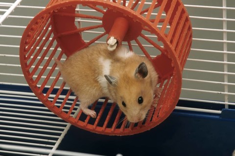 Golden hamster (Mesocricetus auratus) running in treadwheel, hamster wheel