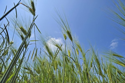 Barley ears (Hordeum vulgare) in field in spring, France, Europe