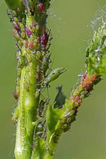 Aphids, plant lice (Aphidoidea)
