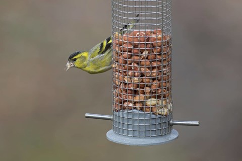 Eurasian siskin, European siskin, common siskin (Spinus spinus) male in breeding plumage eating