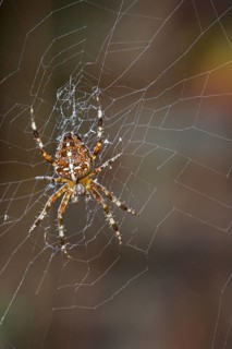 European garden spider, diadem spider, orangie, cross spider, crowned orb weaver (Araneus