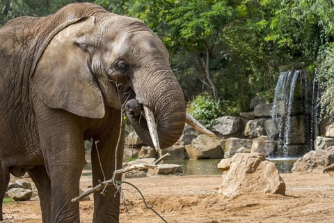 African elephant (Loxodonta) eating twigs with trunk in the Zoo de la Fleche, zoological park in