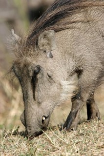 Close up of common warthog (Phacochoerus aethiopicus) foraging in the Mole National Park, Ghana,