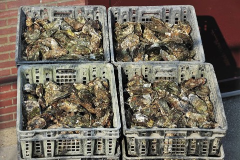 Japanese oysters in plastic storage trays harvested at oyster farm in Yerseke along the