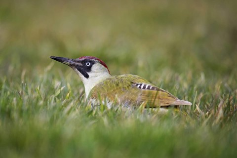 European green woodpecker (Picus viridis) female looking for ants in grassland