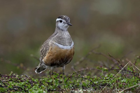 Eurasian Dotterel (Charadrius morinellus) on the tundra, Sweden, Europe