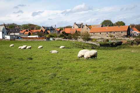 Village houses and sheep, Holy Island, Lindisfarne, Northumberland, England, UK