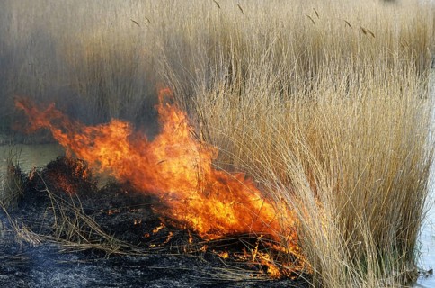 Controlled burning of reeds in reedbed in wetland of nature reserve
