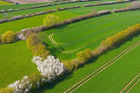 Aerial view over bocage landscape with fields and pastures shielded by blooming hedges and