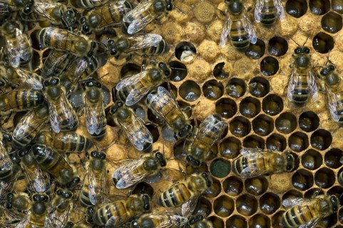 Honey bee workers (Apis mellifera) on comb showing capped and uncapped cells containing honeybee