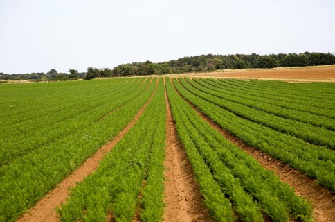 Lines of carrots growing in a field in Sandlings former heathland, Sutton, Suffolk, England, UK