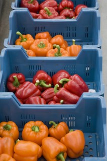 Plastic crates with orange and red bell peppers, sweet pepper (Capsicum annuum)