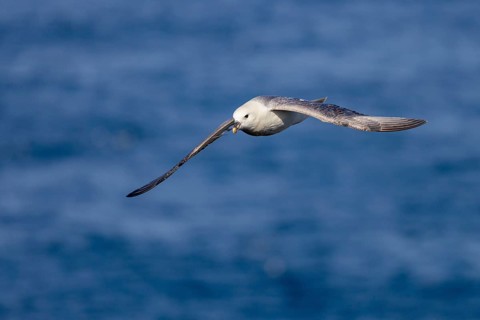 Northern fulmar (Fulmarus glacialis), in flight over the sea, Iceland, Europe