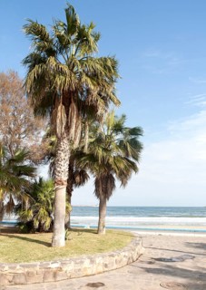 Palm trees sandy beach sea Melilla autonomous city state Spanish territory in north Africa, Spain,
