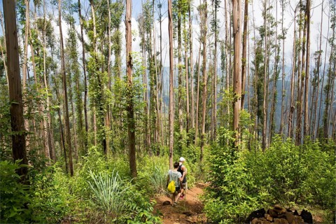 Walkers passing through forest, Ella Rock mountain, Ella, Badulla District, Uva Province, Sri