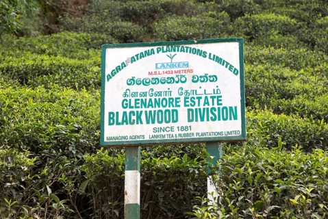 Glenanore tea estate sign, Blackwood Division, Haputale, Badulla District, Uva Province, Sri Lanka,