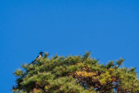 Single magpie perched on top branches of tall evergreen tree with blue sky in background