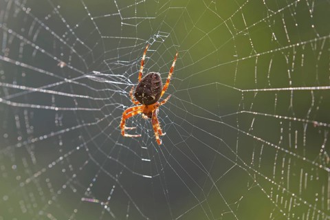 European garden spider, diadem spider, cross spider, crowned orb weaver (Araneus diadematus) in