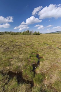 Raised bog at Grosses Torfhausmoor, Radaubornmoor, Harz National Park, Lower Saxony, Germany,