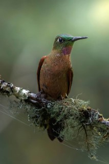 A brown-bellied brilliant hummingbird, colourful bird sitting on a green branch, Armenia, Quindio,