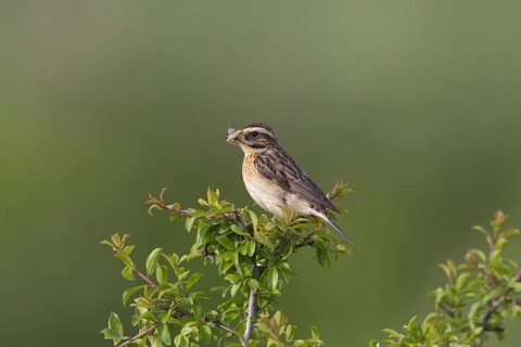 Whinchat (Saxicola rubetra) female with insect prey in beak perched in bush