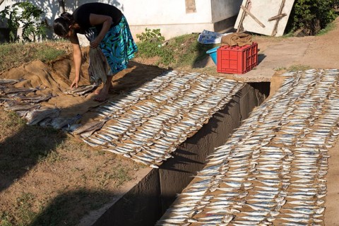 Woman drying fish on the ground Mirissa, Sri Lanka, Asia