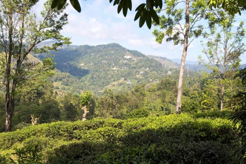 View over hills and tea estate, Ella, Badulla District, Uva Province, Sri Lanka, Asia