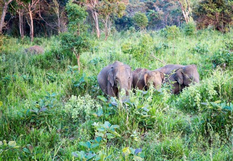 Wild elephants in Hurulu Eco Park biosphere reserve, Habarana, Anuradhapura District, Sri Lanka,