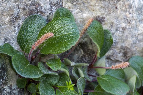 Net-leaved willow, snow willow (Salix reticulata, Salix nivalis), dwarf willow showing male