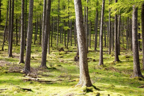 Woodland landscape tree trunks on the banks of Lake Buttermere, Cumbria, England, UK