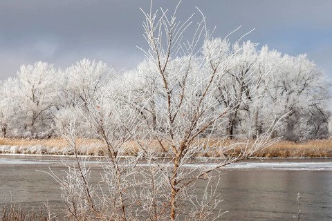 Kearney, Nebraska, Frost on trees along the Platte River on a January day