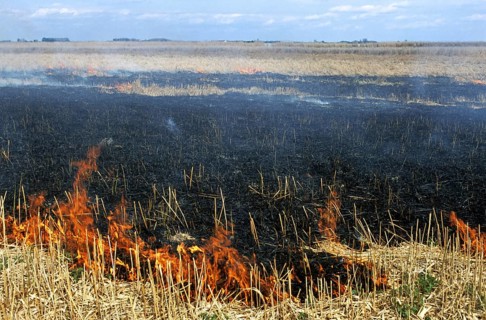 Controlled burning of reeds in reedbed in wetland of nature reserve