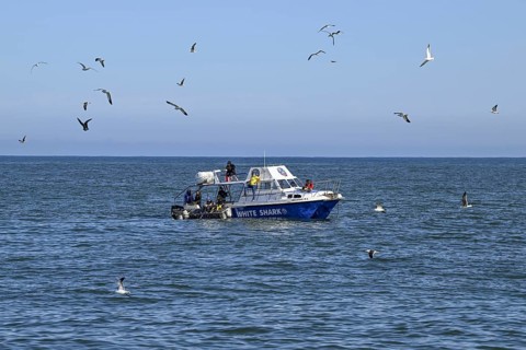 Tourists cage diving near Gaansbai, Western Cape Province, South Africa, Africa