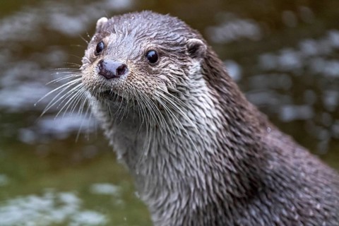 European otter Lutra lutra lutra