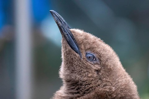 King penguin head Aptenodytes patagonicus
