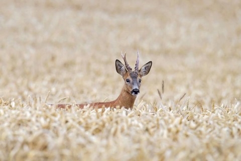 European roe deer (Capreolus capreolus) buck foraging in cereal field, cornfield, wheat field in