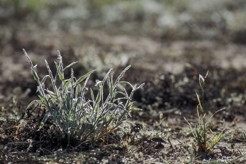 Fresh new shoots of grass, covered in dew during the rainy season in the Kalahari desert, Kgalagadi