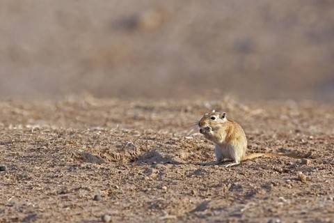 Great gerbil (Rhombomys opimus) in the Karakum desert in Iran