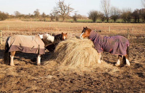 Horses eating hay in winter, Sutton, Suffolk, England, UK