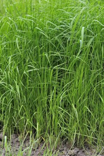 Purple small-reed, Purple small reed grass (Calamagrostis canescens), Belgium, Europe