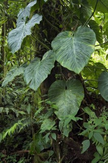 Cloud forest vegetation in Tapanti National Park, Orosi National Park, Costa Rica, Central America