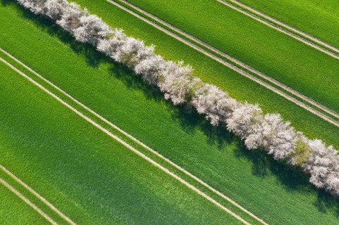 Aerial view over bocage landscape with fields and pastures shielded by blooming hedges and