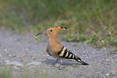 Eurasian hoopoe (Upupa epops) on the ground with caught cricket prey in beak