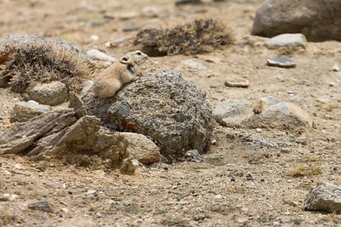 Ladak pika (Ochotona ladacensis), a small mammal, a lagomorph, living in the high mountain meadows,