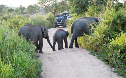 Wild elephants in Hurulu Eco Park biosphere reserve, Habarana, Anuradhapura District, Sri Lanka,