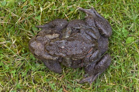 Common Toad, European Toad (Bufo bufo) pair migrating in amplexus to breeding pond in spring,