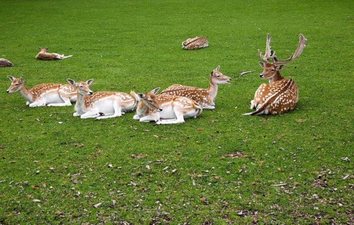 Fallow deer in small urban park, Maastricht, Limburg province, Netherlands