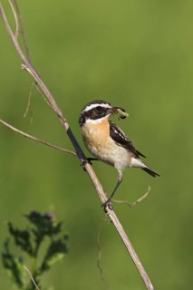 Whinchat (Saxicola rubetra) with prey in beak, Germany, Europe
