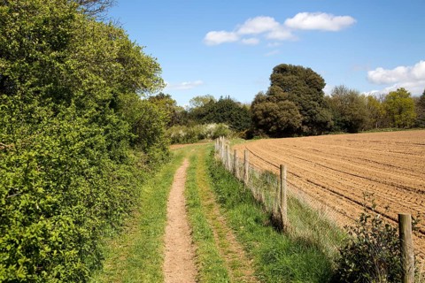 Country path through fields and hedgerow, Shottisham, Suffolk, England, UK